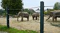 P1000126_Afrikaanse olifanten